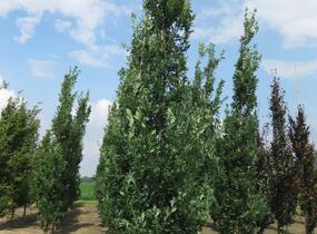 Dub letní 'Fastigiata Koster' - Quercus robur 'Fastigiata Koster'