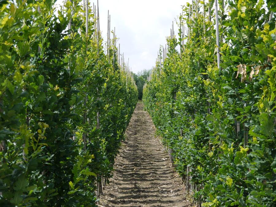 Dub letní 'Fastigiata Koster' - Quercus robur 'Fastigiata Koster'