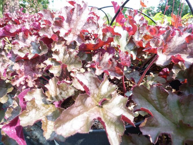 Dlužicha 'Can Can' - Heuchera 'Can Can'