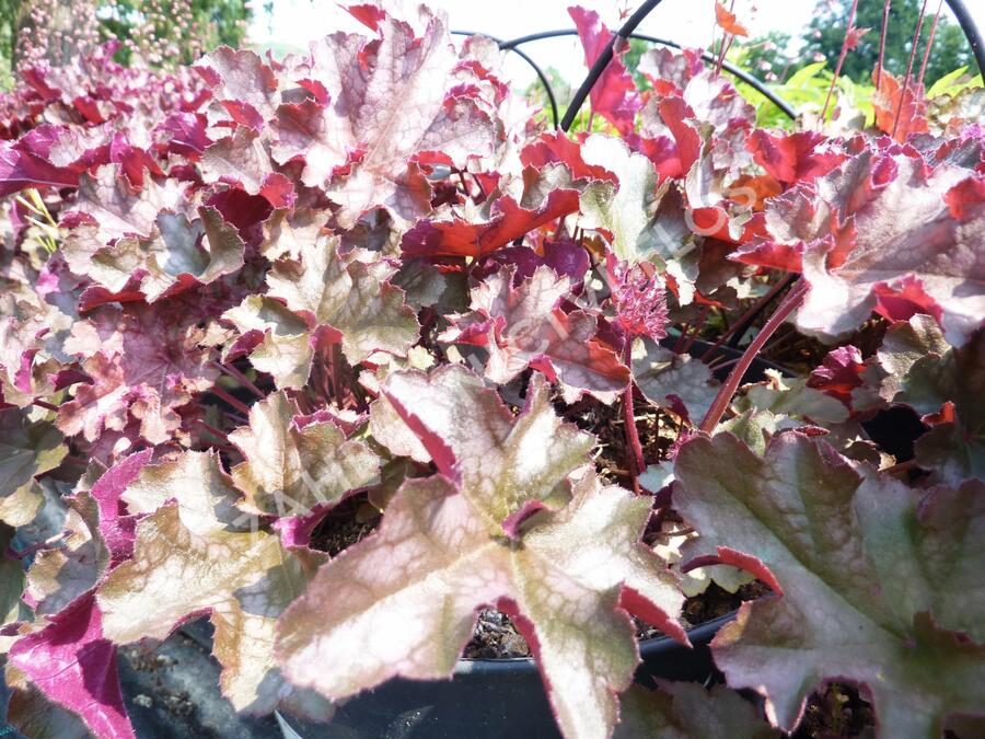 Dlužicha 'Can Can' - Heuchera 'Can Can'