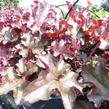 Dlužicha 'Can Can' - Heuchera hybrida 'Can Can'