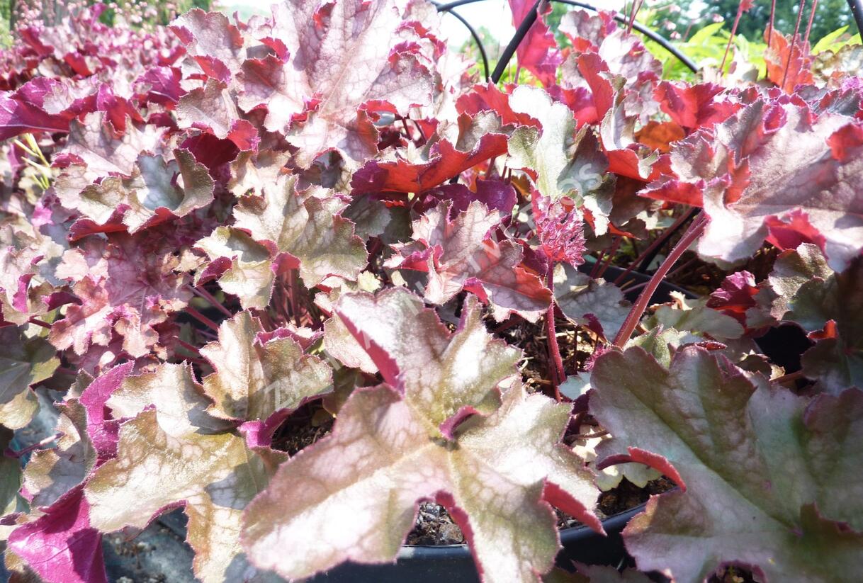 Dlužicha 'Can Can' - Heuchera hybrida 'Can Can'