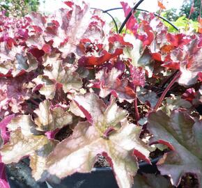 Dlužicha 'Can Can' - Heuchera 'Can Can'