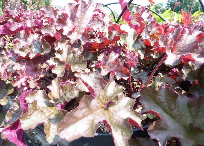 Dlužicha 'Can Can' - Heuchera 'Can Can'