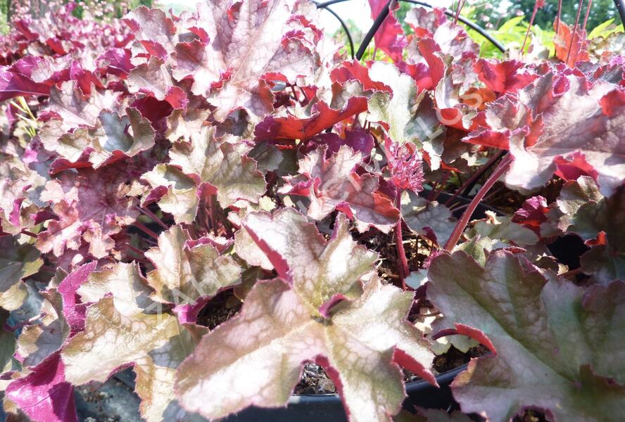 Dlužicha 'Can Can' - Heuchera hybrida 'Can Can'