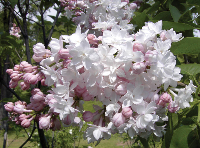 Šeřík obecný 'Beauty of Moscow' - Syringa vulgaris 'Beauty of Moscow'