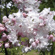 Šeřík obecný 'Beauty of Moscow' - Syringa vulgaris 'Beauty of Moscow'