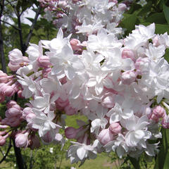 Šeřík obecný 'Beauty of Moscow' - Syringa vulgaris 'Beauty of Moscow'