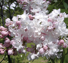 Šeřík obecný 'Beauty of Moscow' - Syringa vulgaris 'Beauty of Moscow'