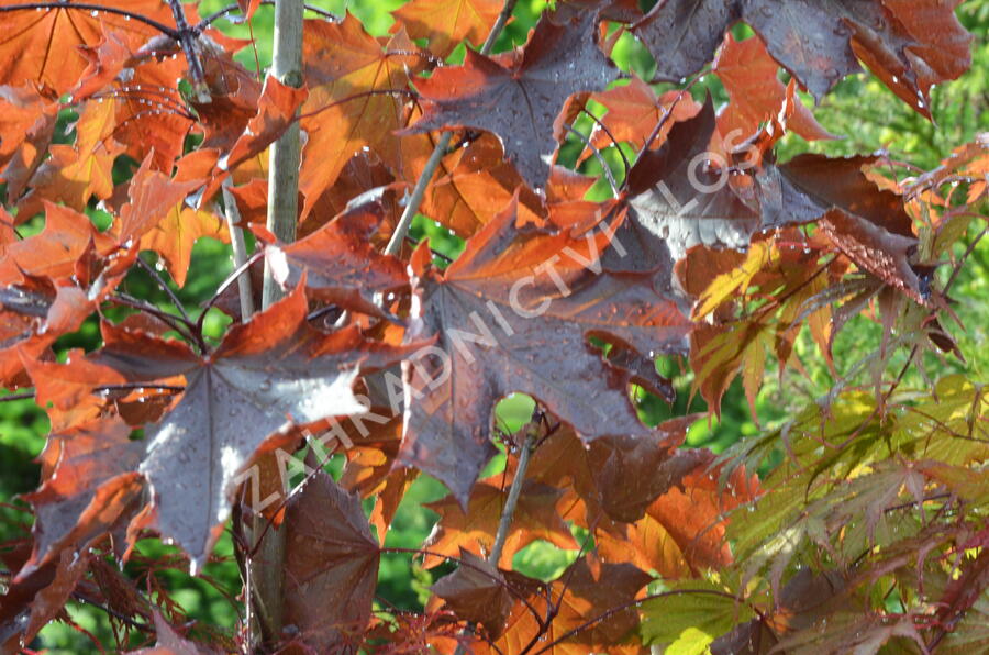 Javor mléč 'Royal Red' - Acer platanoides 'Royal Red'