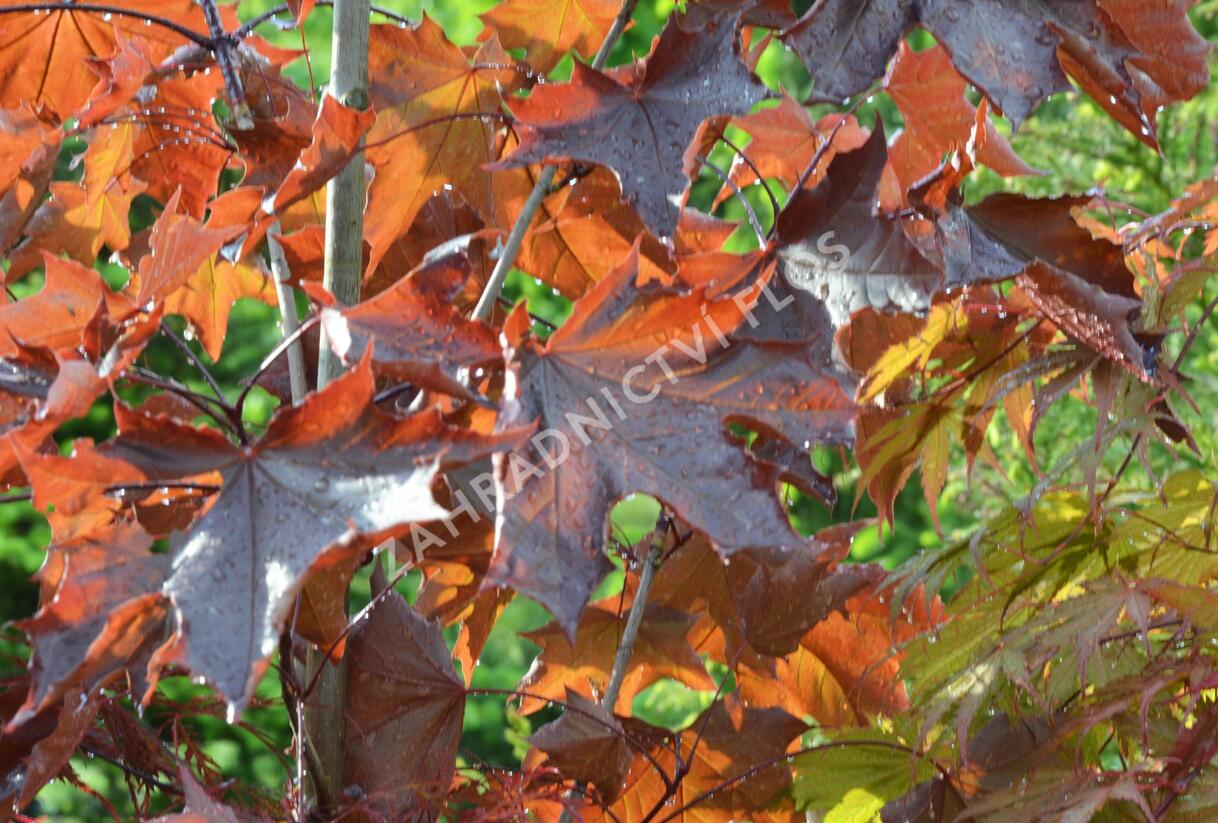 Javor mléč 'Royal Red' - Acer platanoides 'Royal Red'