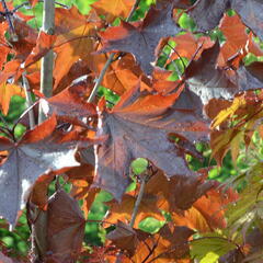 Javor mléč 'Royal Red' - Acer platanoides 'Royal Red'