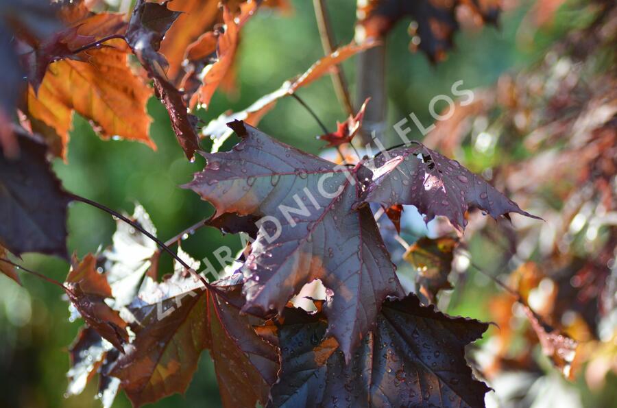 Javor mléč 'Royal Red' - Acer platanoides 'Royal Red'