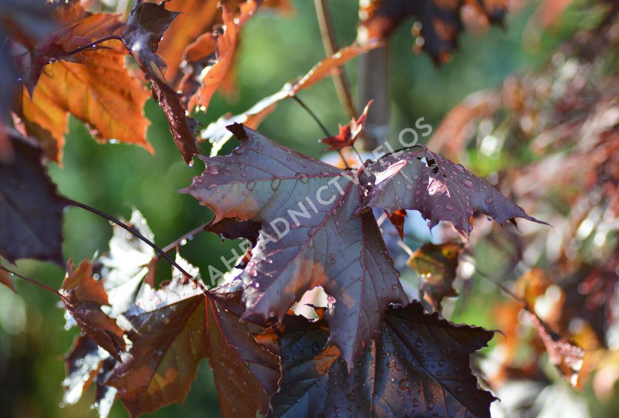 Javor mléč 'Royal Red' - Acer platanoides 'Royal Red'