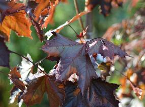Javor mléč 'Royal Red' - Acer platanoides 'Royal Red'