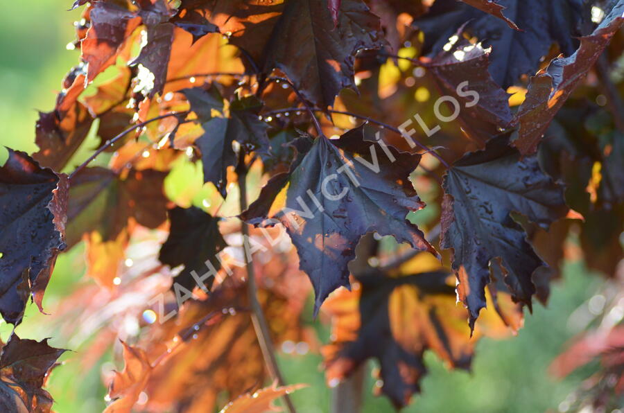 Javor mléč 'Royal Red' - Acer platanoides 'Royal Red'