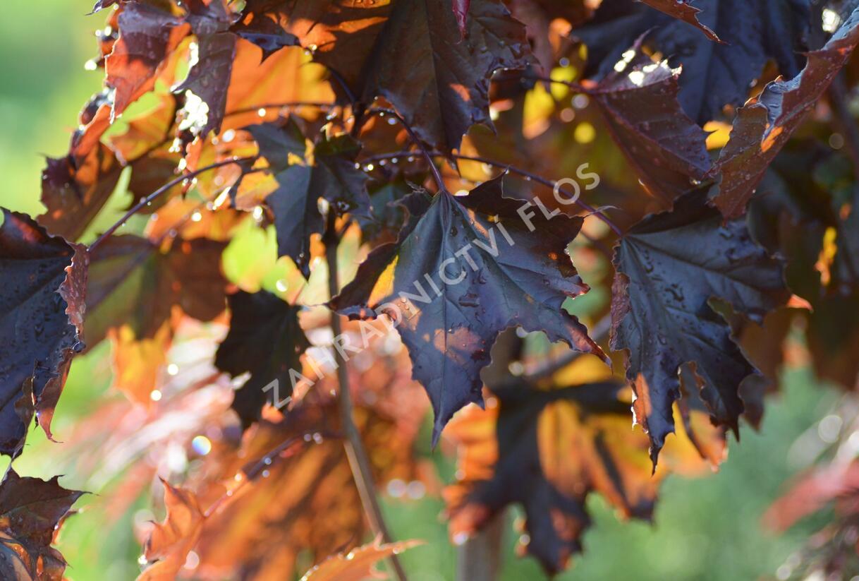 Javor mléč 'Royal Red' - Acer platanoides 'Royal Red'