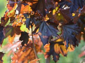 Javor mléč 'Royal Red' - Acer platanoides 'Royal Red'
