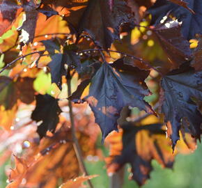 Javor mléč 'Royal Red' - Acer platanoides 'Royal Red'