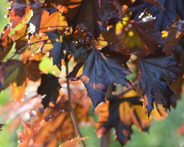 Javor mléč 'Royal Red'