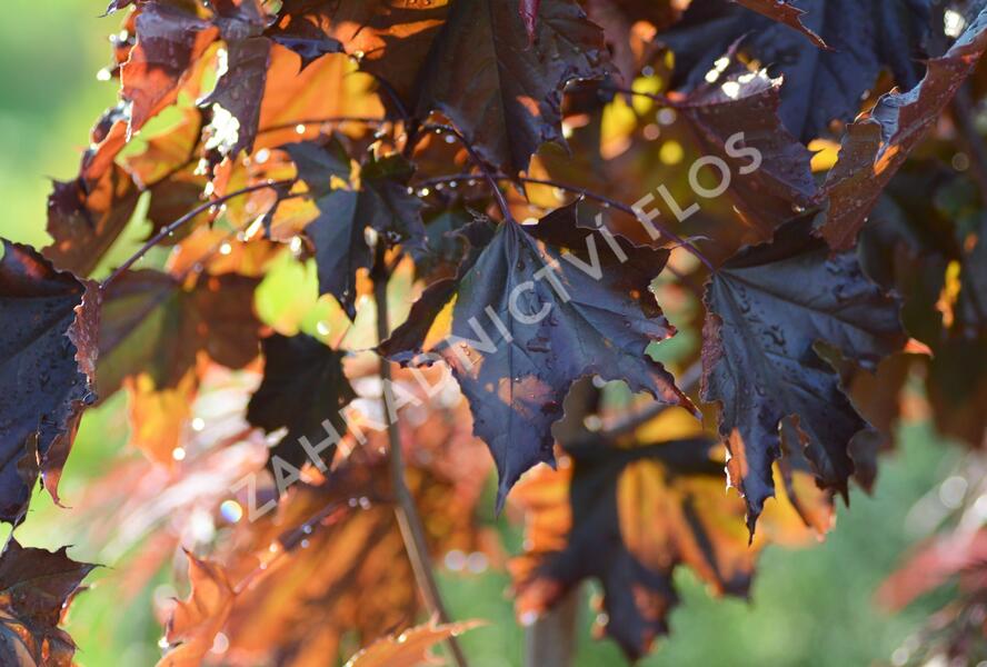 Javor mléč 'Royal Red' - Acer platanoides 'Royal Red'