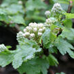 Tavola 'Tilden Park' - Physocarpus capitatus 'Tilden Park'