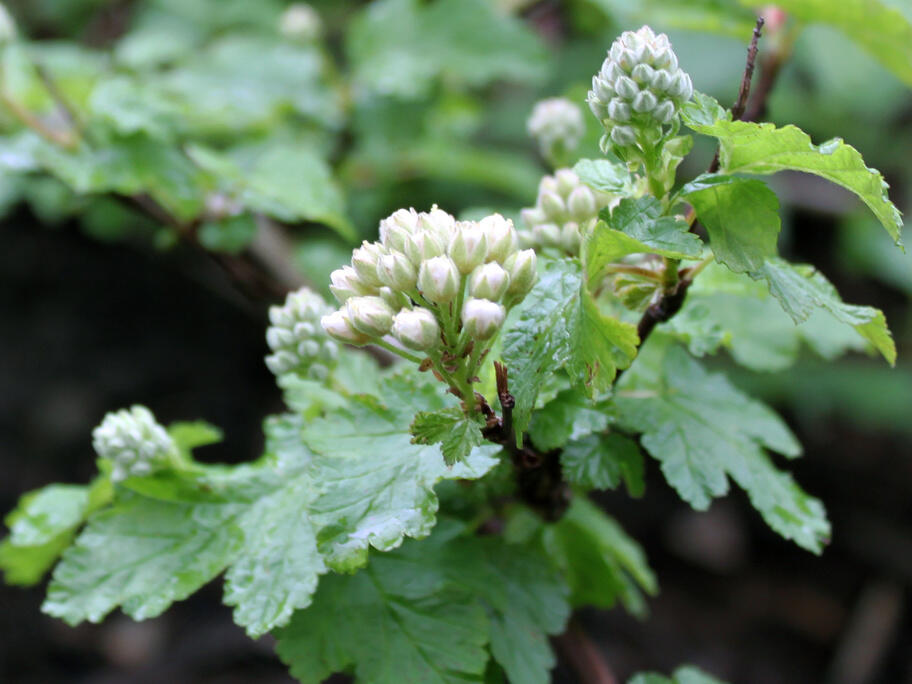 Tavola hlavatá 'Tilden Park' - Physocarpus capitatus 'Tilden Park'