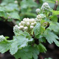 Tavola 'Tilden Park' - Physocarpus capitatus 'Tilden Park'