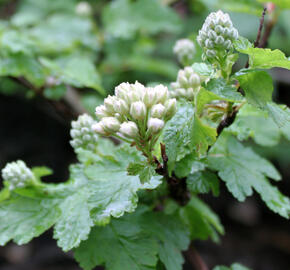 Tavola 'Tilden Park' - Physocarpus capitatus 'Tilden Park'