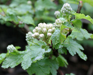 Tavola hlavatá 'Tilden Park'