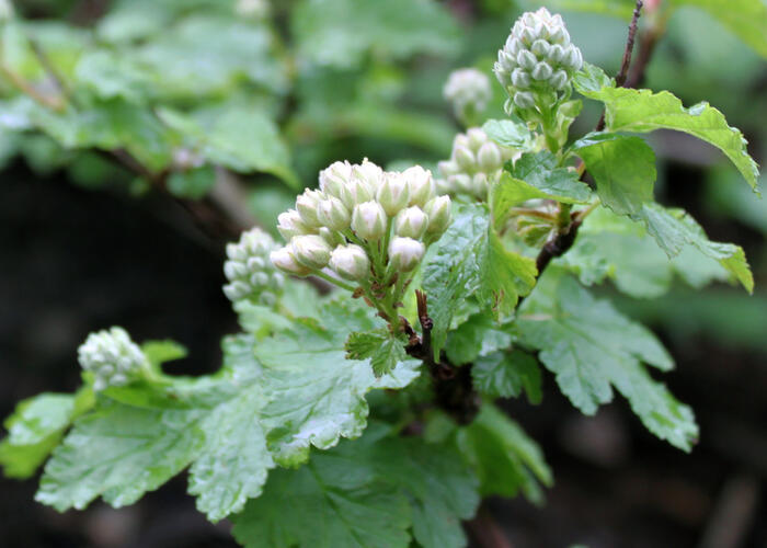 Tavola 'Tilden Park' - Physocarpus capitatus 'Tilden Park'