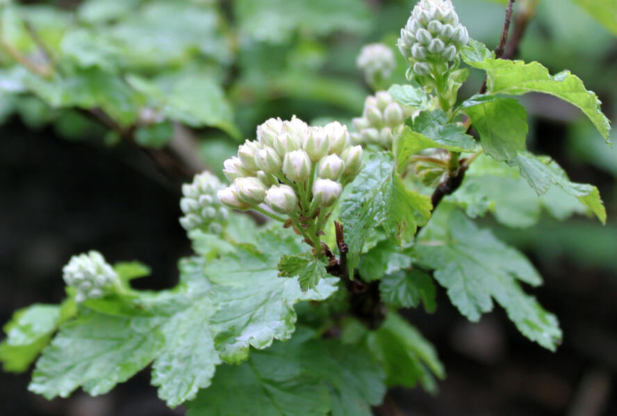 Tavola hlavatá 'Tilden Park' - Physocarpus capitatus 'Tilden Park'
