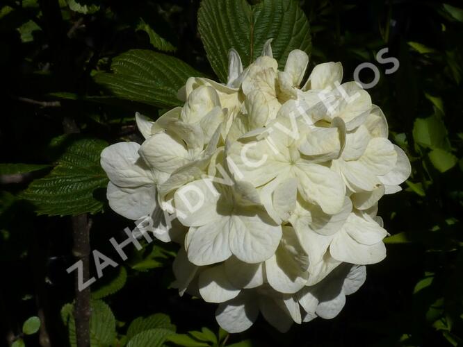 Kalina japonská 'Grandiflorum' - Viburnum plicatum 'Grandiflorum'