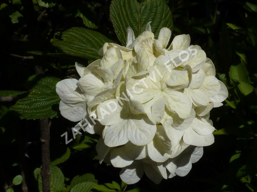 Kalina japonská 'Grandiflorum' - Viburnum plicatum 'Grandiflorum'