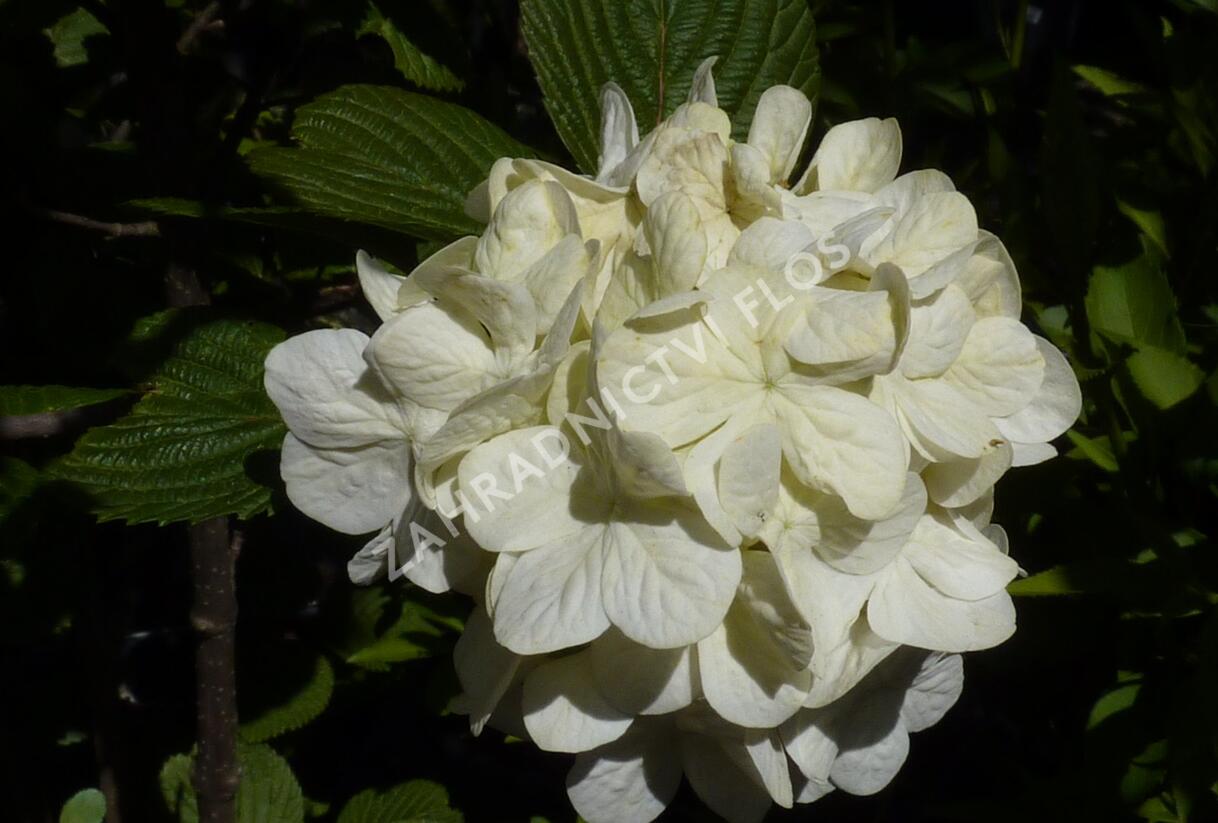 Kalina japonská 'Grandiflorum' - Viburnum plicatum 'Grandiflorum'