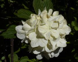 Kalina japonská 'Grandiflorum'