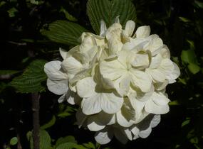 Kalina japonská 'Grandiflorum' - Viburnum plicatum 'Grandiflorum'