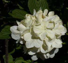 Kalina japonská 'Grandiflorum' - Viburnum plicatum 'Grandiflorum'