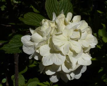 Kalina japonská 'Grandiflorum'