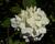 Kalina japonská 'Grandiflorum'