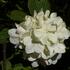 kalina-japonska-grandiflorum.jpg