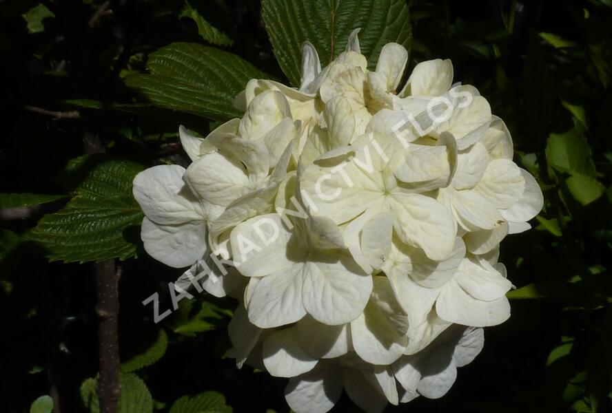 Kalina japonská 'Grandiflorum' - Viburnum plicatum 'Grandiflorum'