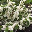 Kalina japonská 'Grandiflorum' - Viburnum plicatum 'Grandiflorum'