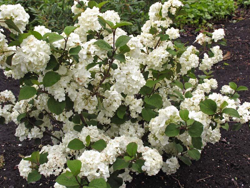 Kalina japonská 'Grandiflorum' - Viburnum plicatum 'Grandiflorum'