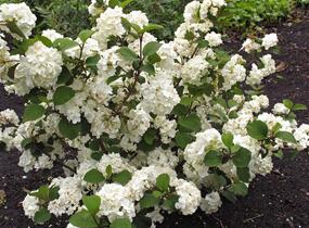 Kalina japonská 'Grandiflorum' - Viburnum plicatum 'Grandiflorum'
