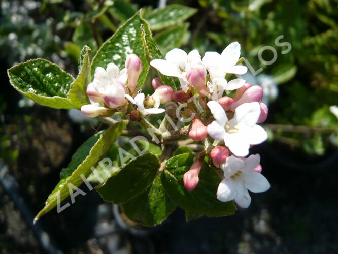 Kalina Burkwoodova 'Anne Russell' - Viburnum burkwoodii 'Anne Russell'