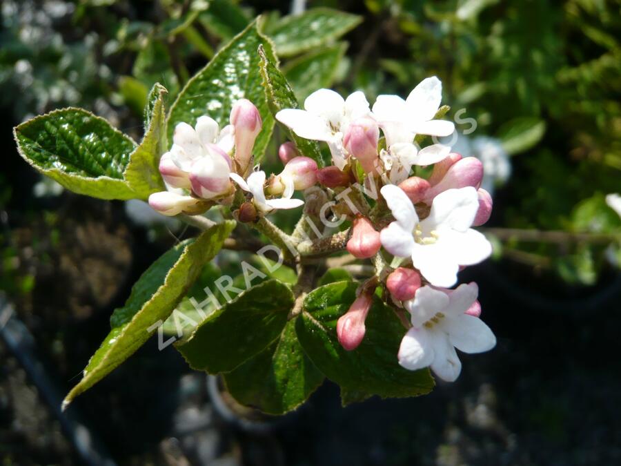 Kalina Burkwoodova 'Anne Russell' - Viburnum burkwoodii 'Anne Russell'