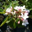 Kalina Burkwoodova 'Anne Russell' - Viburnum burkwoodii 'Anne Russell'