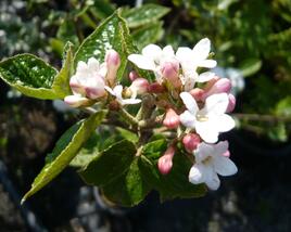 Kalina Burkwoodova 'Anne Russell'