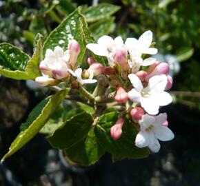 Kalina Burkwoodova 'Anne Russell' - Viburnum burkwoodii 'Anne Russell'